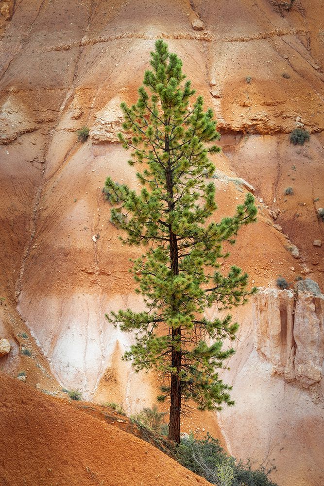 Ponderosa pine and hoodoos Bryce Canyon National Park, Utah.